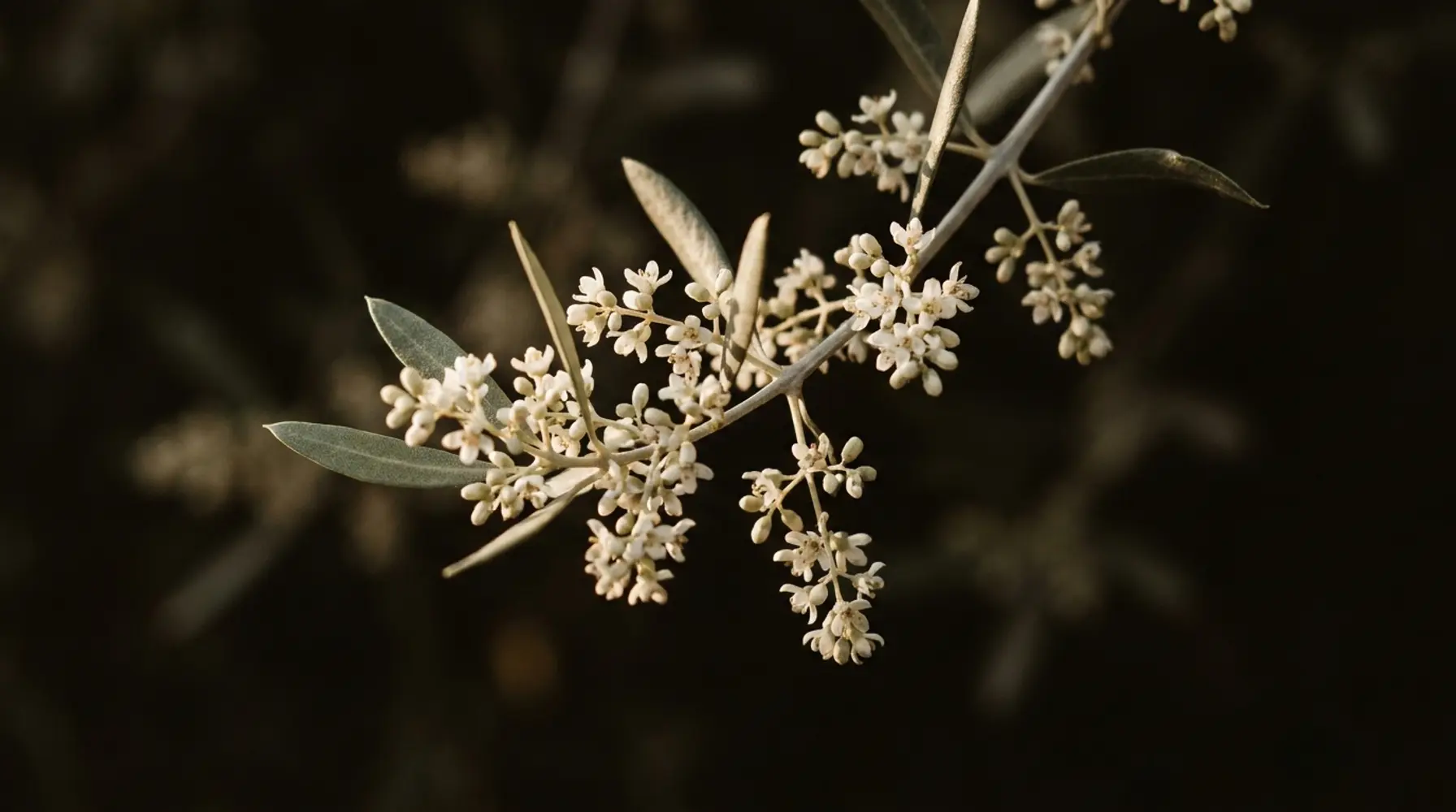 Olive blossom in tight clusters on the branch in late spring light.
