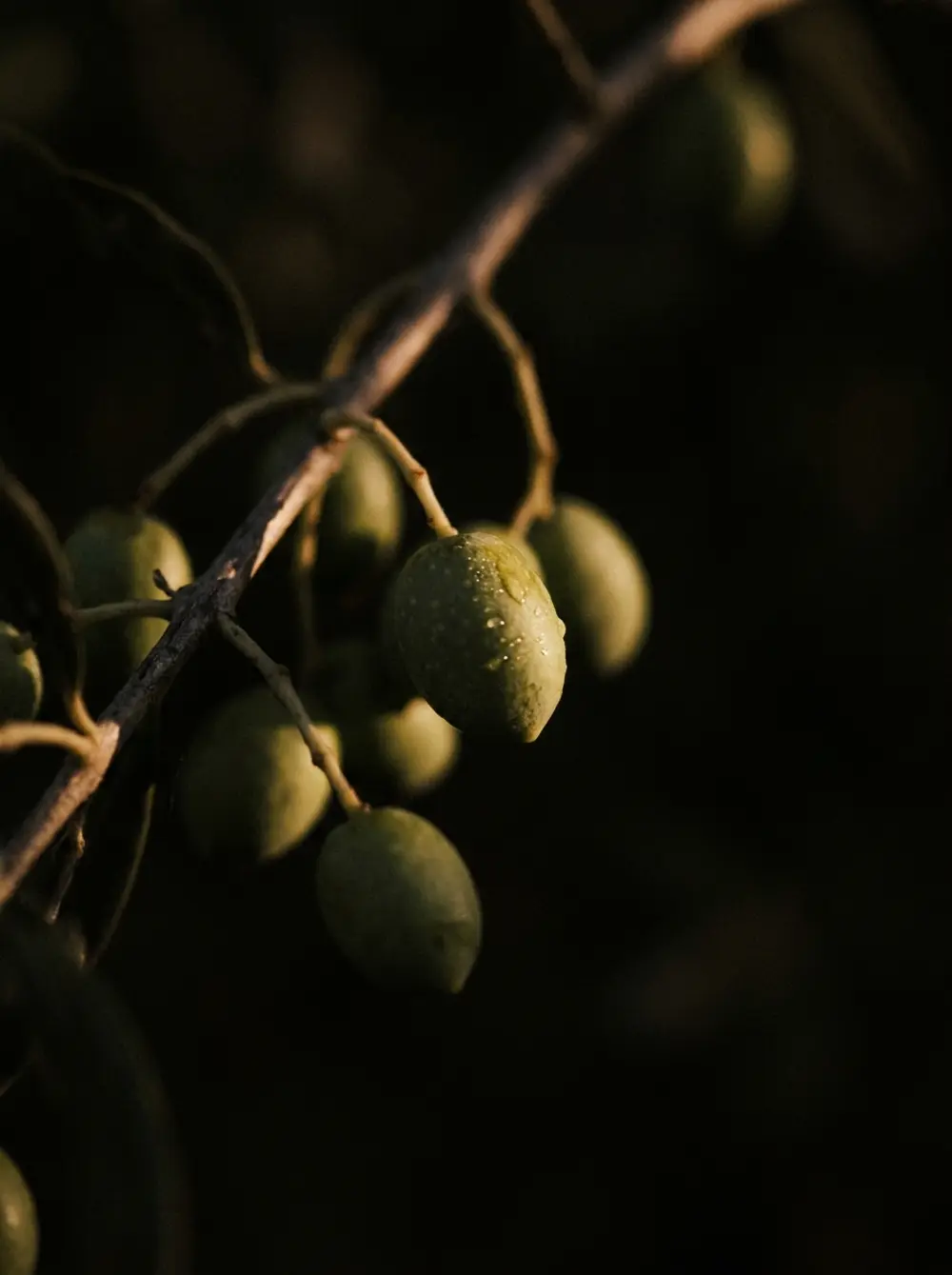 Unripe green drupes ripening on the branch, beaded with moisture.