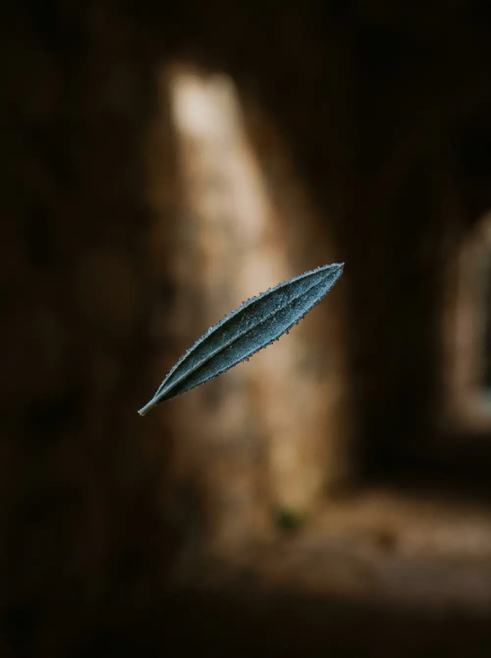 Frost rimming a single olive leaf at dawn.